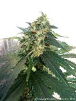 SnowStorm #2 strain photo