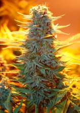 Auto Kaya 47 strain photo