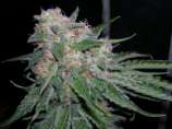 Bubbashine strain photo