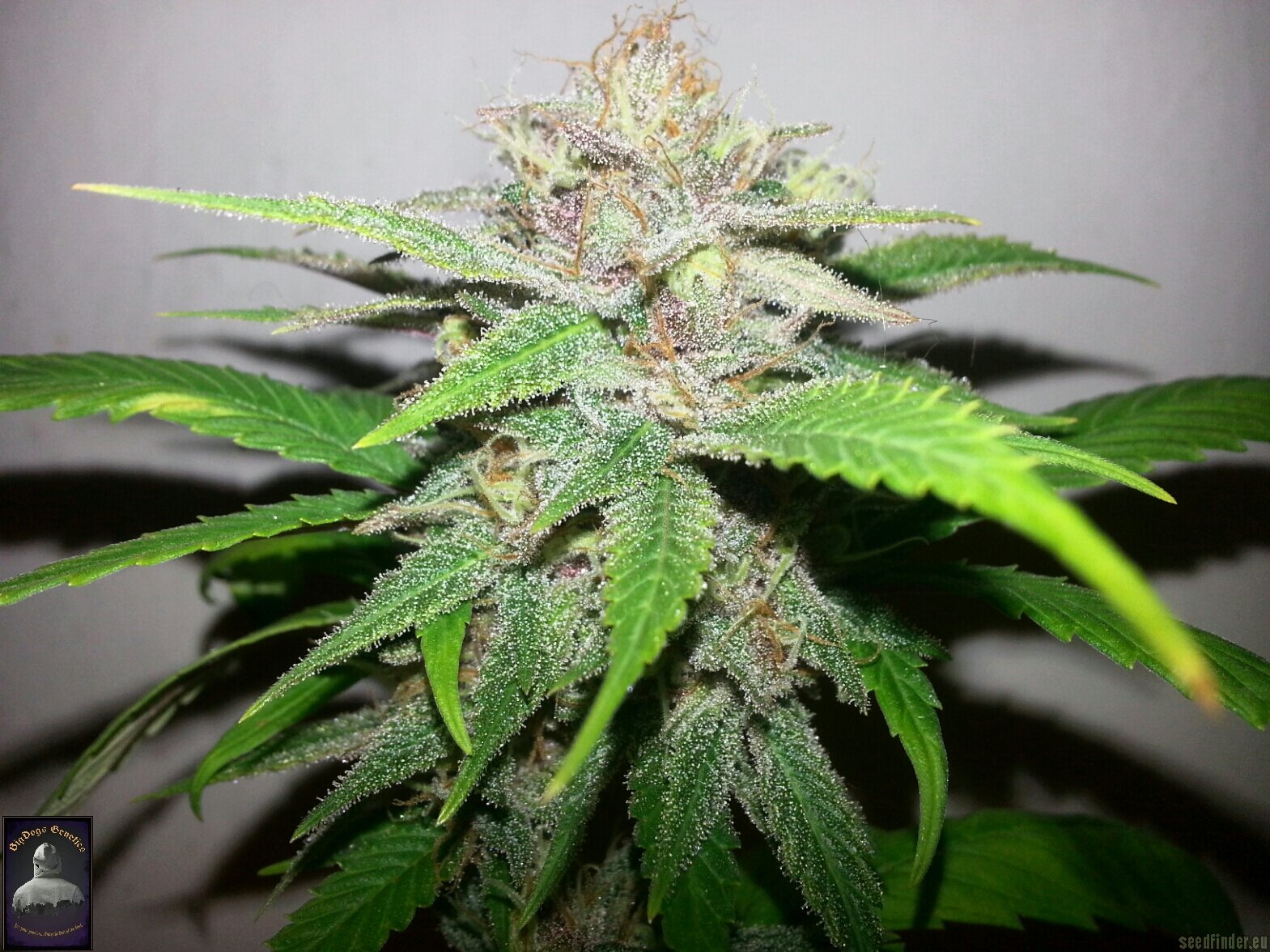 ChocoDurban strain photo