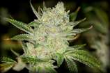 Buddha's Triplets strain photo