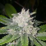 Beelieve strain photo