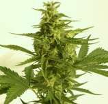 Auto Critical Hog strain photo