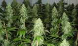 King-Kong strain photo