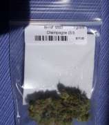 Champagne strain photo
