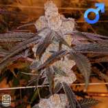 Purple Punch 2.0 strain photo