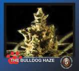 The Bulldog Haze strain photo