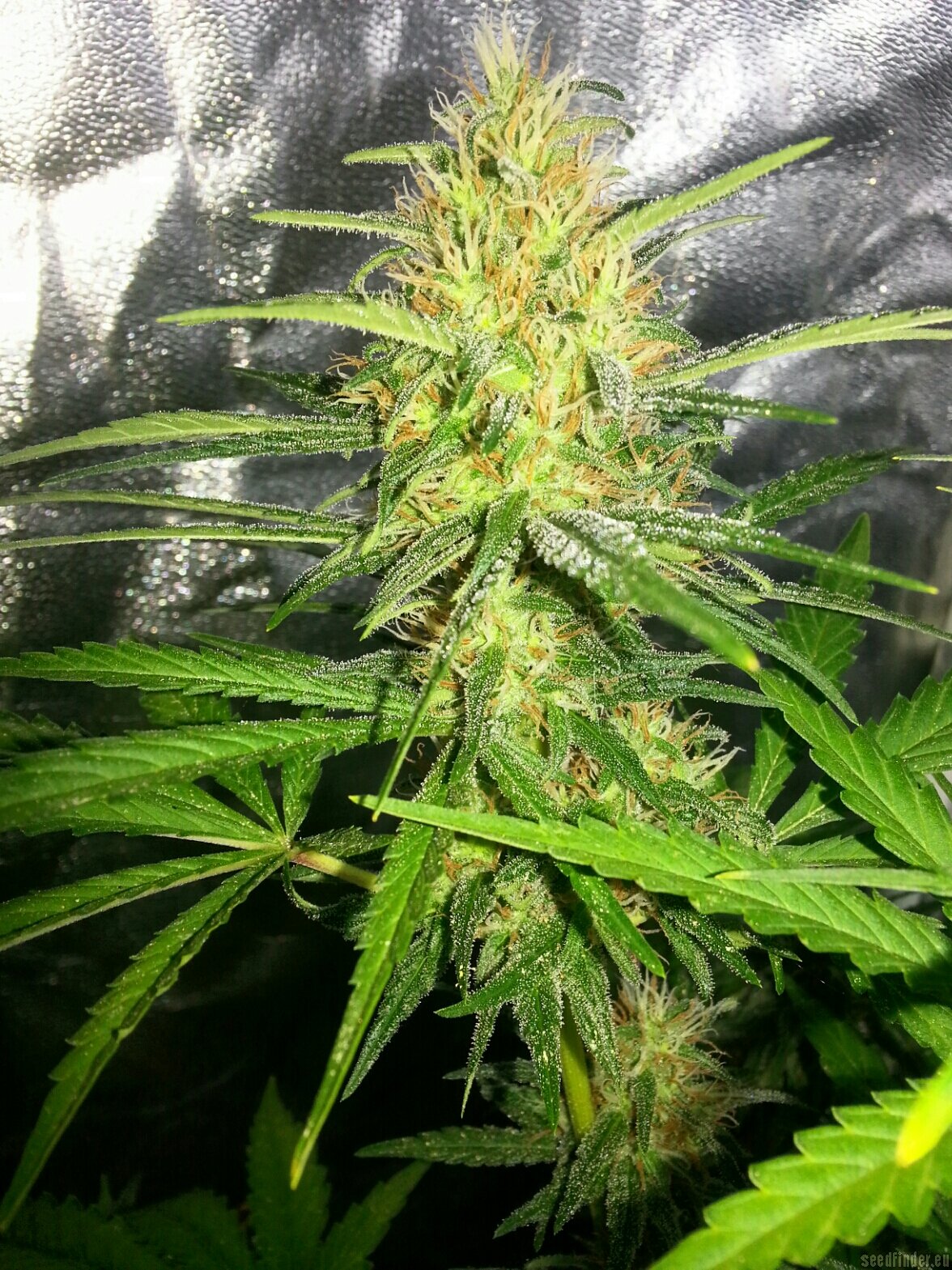 Silver Rocket strain photo