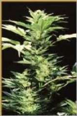 Original Haze strain photo