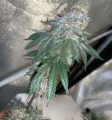 Jäger Punch strain photo
