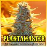 Plantamaster Seeds - Gagarin Auto strain photo