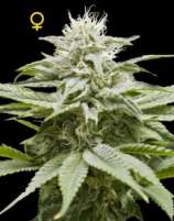 IsLAnd strain photo