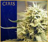 Ceres Kush strain photo
