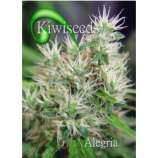 Alegria strain photo