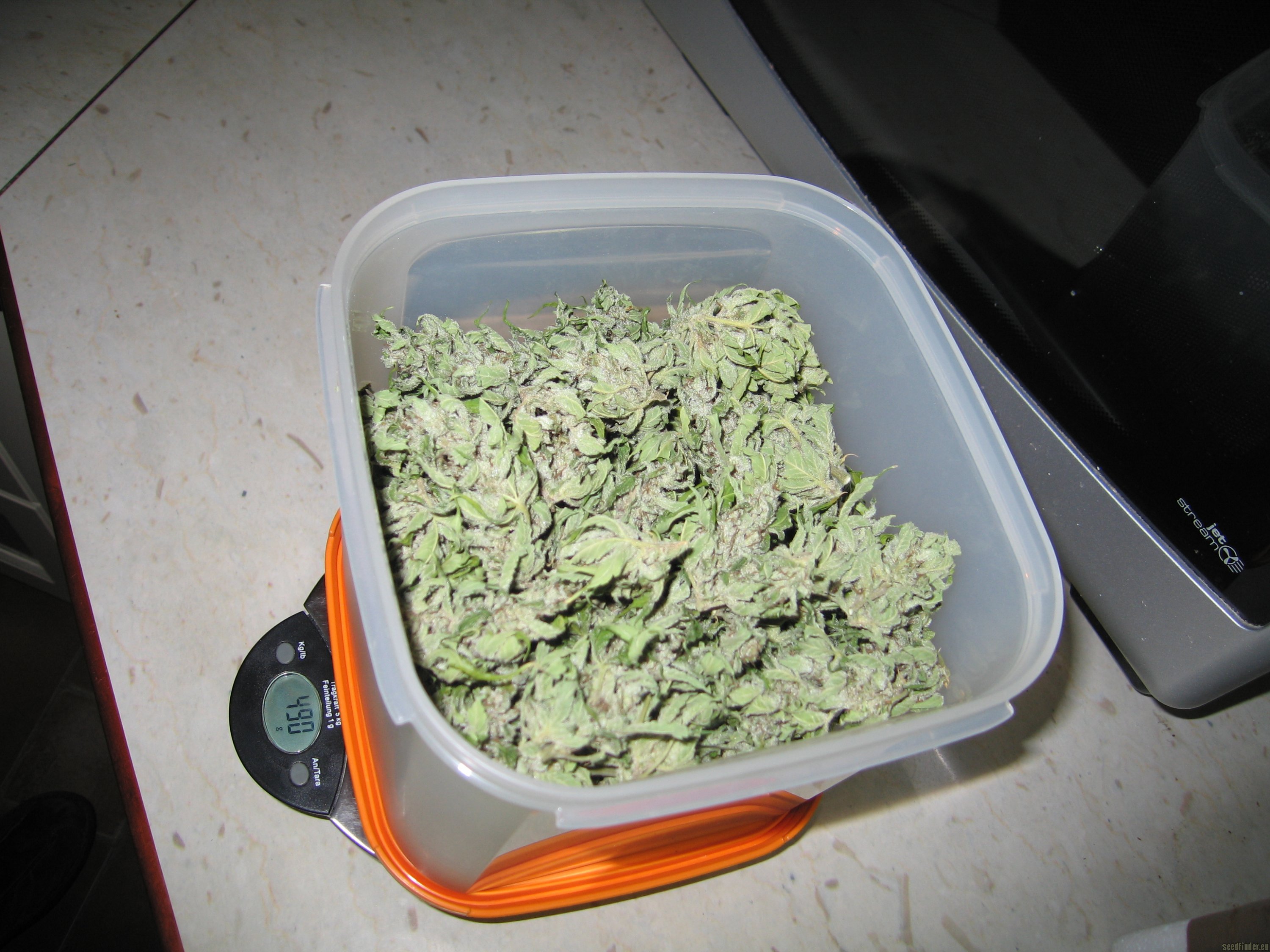 Sweet Mango Automatic strain photo
