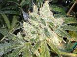Love Potion #1 strain photo