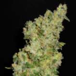 Kush #1 strain photo