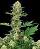 Gelato #420 strain photo