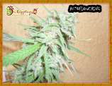 Spinning Buzz Kick strain photo