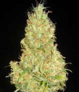 Il Diavolo strain photo