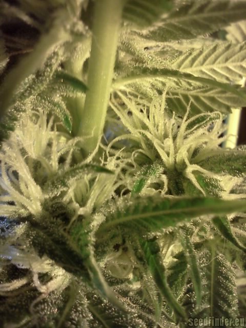 Six Shooter strain photo