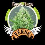 Super Haze strain photo