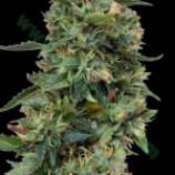 Psychedelic strain photo