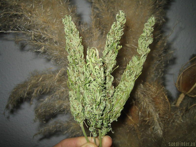 Double Thai strain photo
