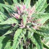 Early Bubba Hash strain photo