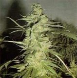 Super Sativa Seed Club - Skunk 1-Afghani 1 Hybrid strain photo