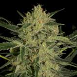 Nebula II CBD strain photo