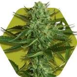 White Widow Haze strain photo