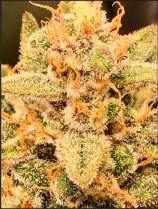 Cabernet strain photo