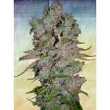 Auto Blueberry Domina strain photo