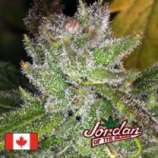 Ambrosia strain photo