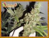 Afghan Cow strain photo