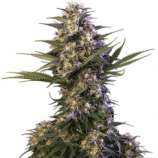 Kraken strain photo