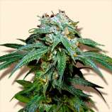 Black Widow strain photo