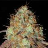 AK Confidential strain photo