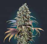 Chocolate Cream strain photo
