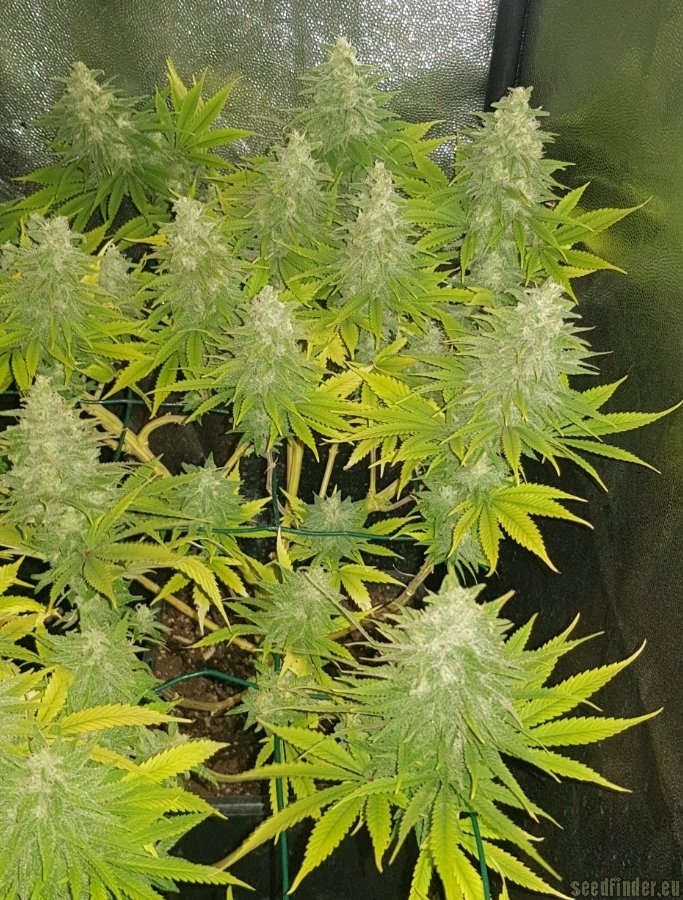 Double Kush Cake strain photo