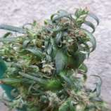 Hokkaido Japan Hemp strain photo