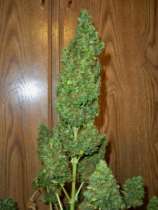 Bubble Assault strain photo