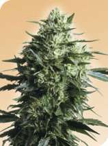 Mothers Finest strain photo