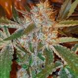 Now And Sour strain photo