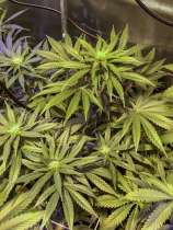El Barto strain photo