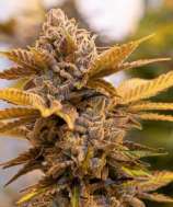 Alien Candy Kush Fast strain photo