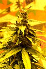 Delta 9 Labs - Southern Lights #7 strain photo
