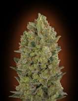 00 Cheese strain photo
