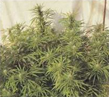Skunk-Mexican Hybrid strain photo